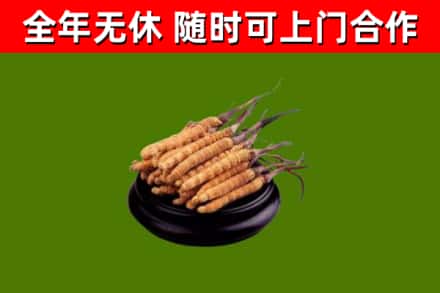普定县回收散虫草